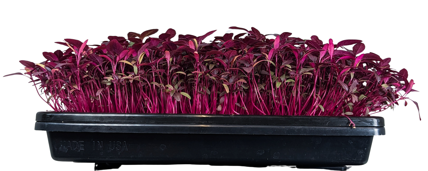 Micro Amaranth Red