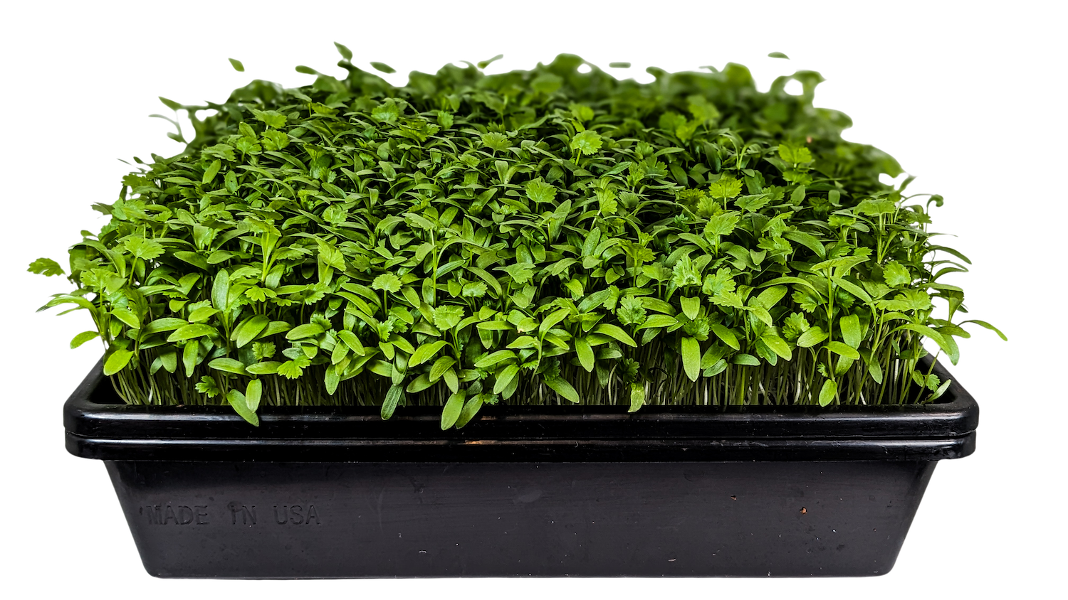 Micro Cilantro