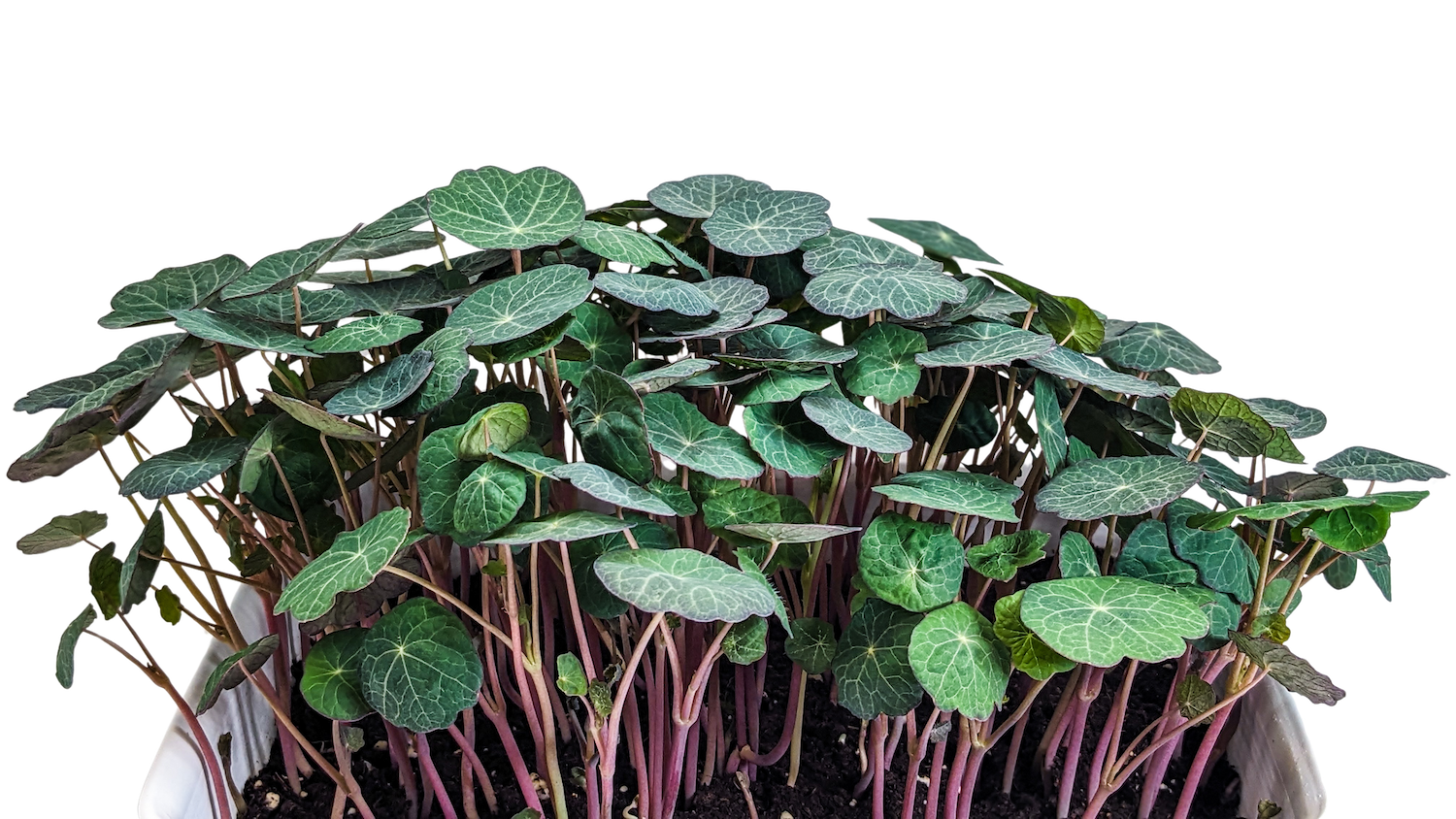 Micro Nasturtium