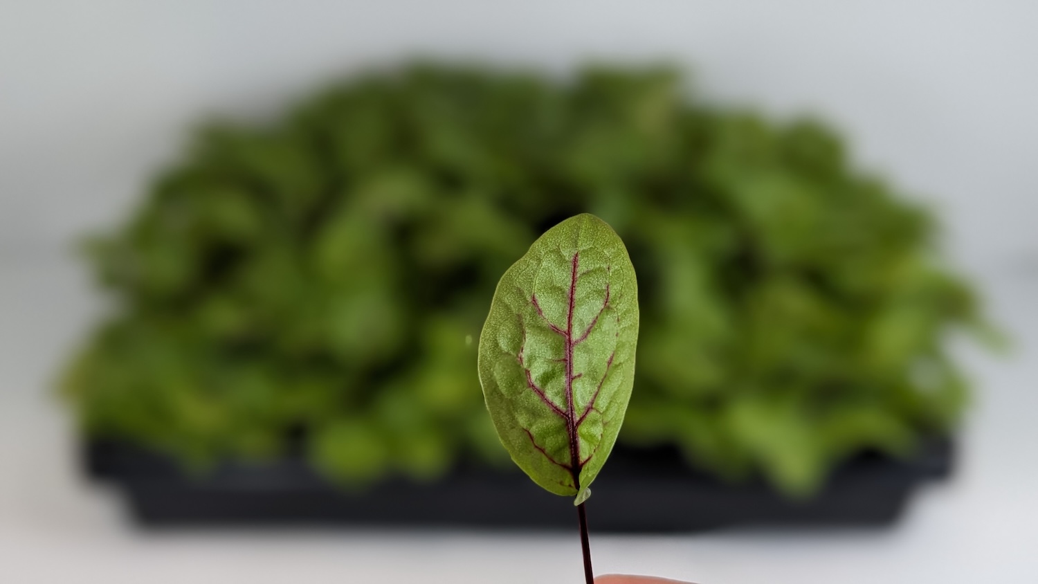 Micro Sorrel Red Veined